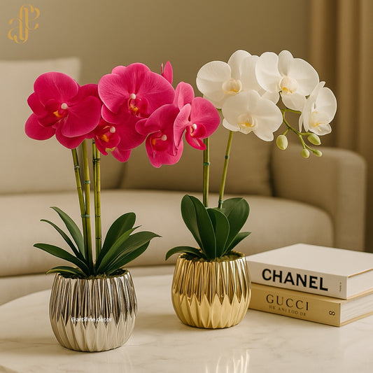 Orchid Elegance in Ceramic Pot