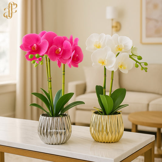 Orchid Elegance in Ceramic Pot